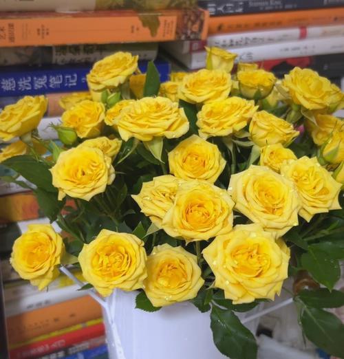 昆明地区流行的玫瑰品种有哪些？昆明玫瑰品种选择指南是什么？