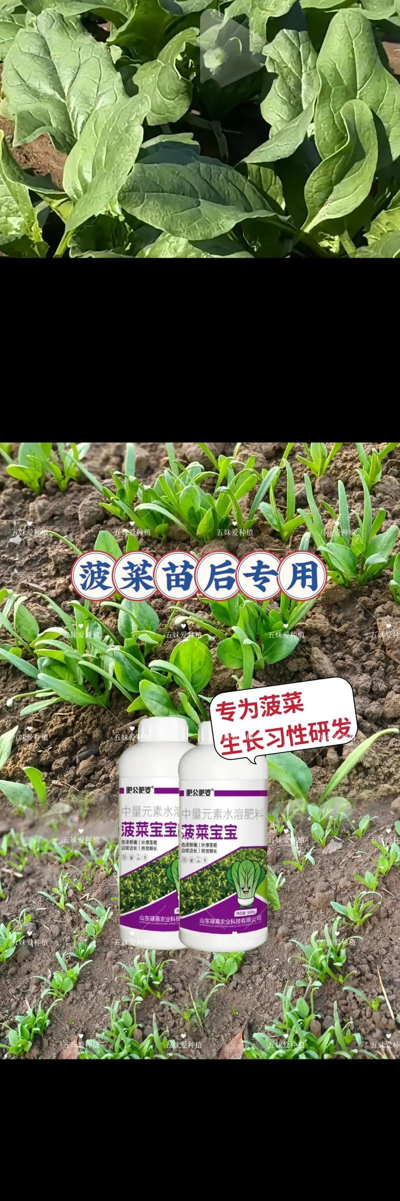 波菜种植有哪些步骤？