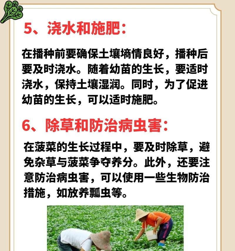 波菜种植有哪些步骤？