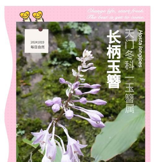 玉簪的种植技巧有哪些？