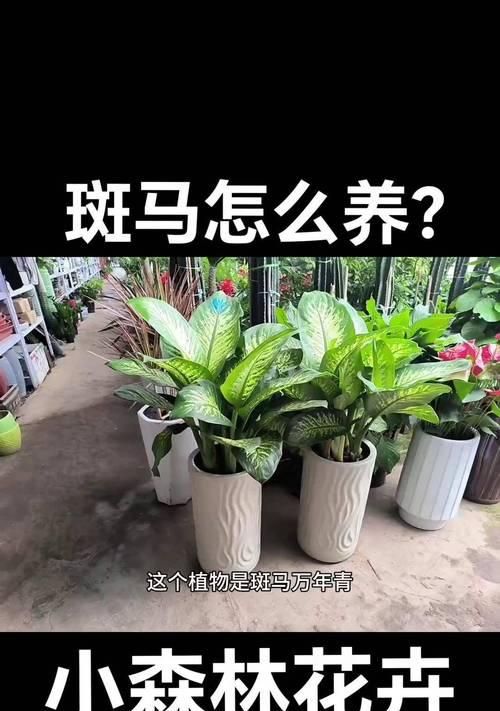 万年青浇水的最佳频率是多少？