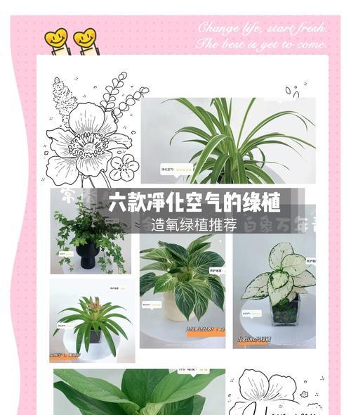 万年青浇水的最佳频率是多少？