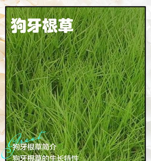 小草狗怎么养？小草狗的养殖方法和注意事项是什么？