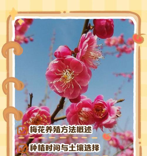 梅花叶子发黄怎么回事？可能的原因和解决方法是什么？