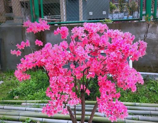 杜鹃花的养殖要点是什么？怎样防止其落叶？