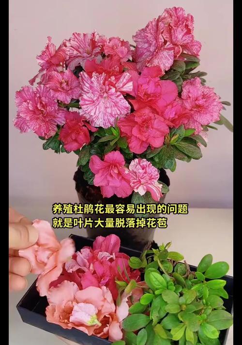 杜鹃花的养殖要点是什么？怎样防止其落叶？