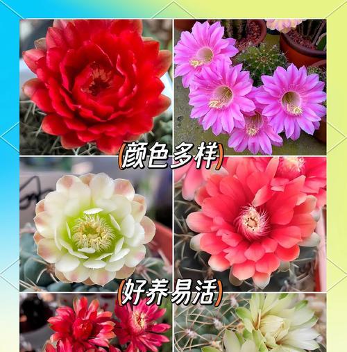 盆栽仙人球的养殖技巧是什么？