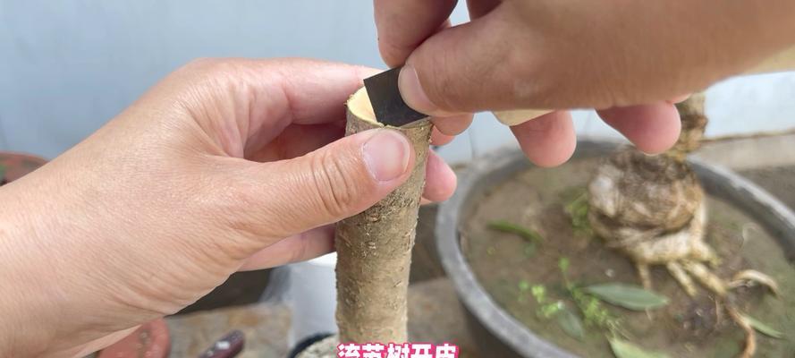 怎么嫁接桂花？桂花嫁接的步骤和技巧是什么？
