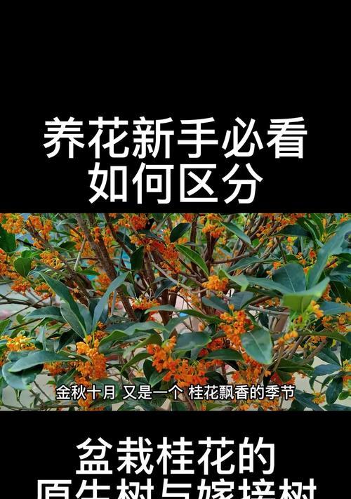 怎么嫁接桂花？桂花嫁接的步骤和技巧是什么？