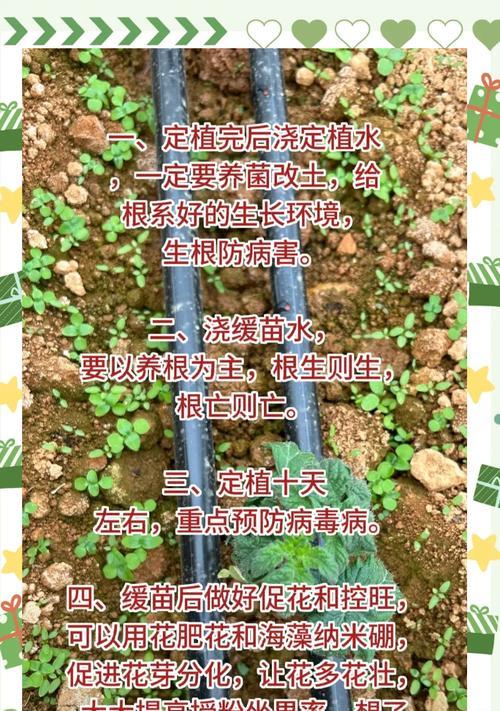 西红柿怎么催芽快