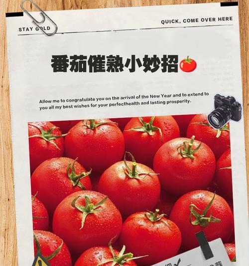 西红柿怎么催芽快
