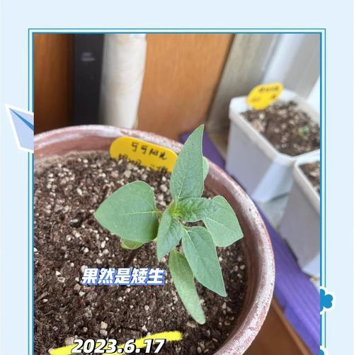 向日葵催芽后该怎么办：全面指南