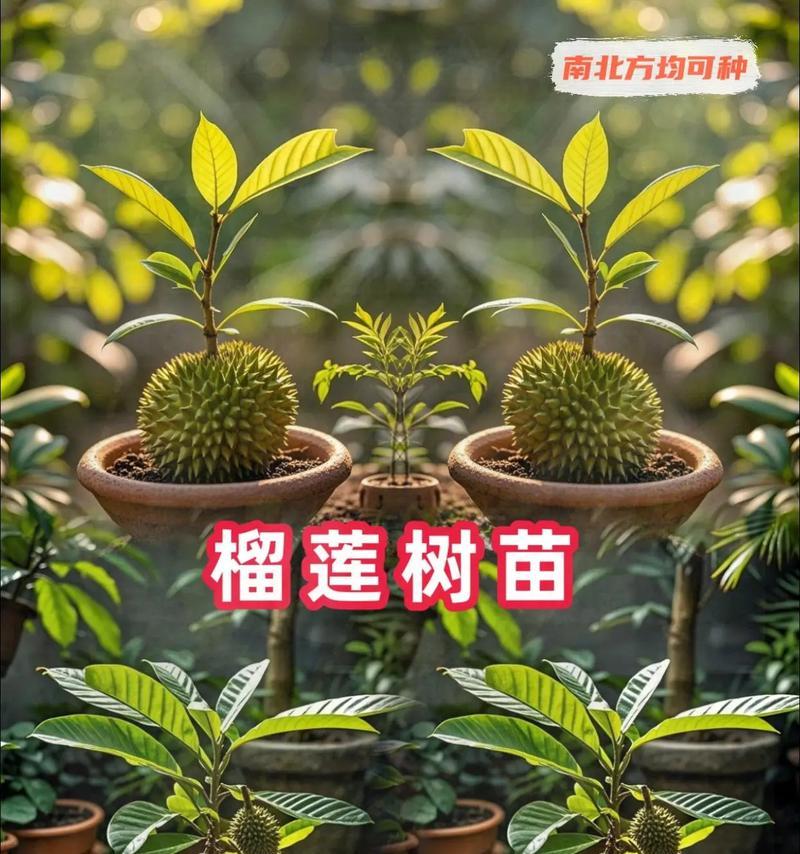 榴莲树苗的种植方法与技巧
