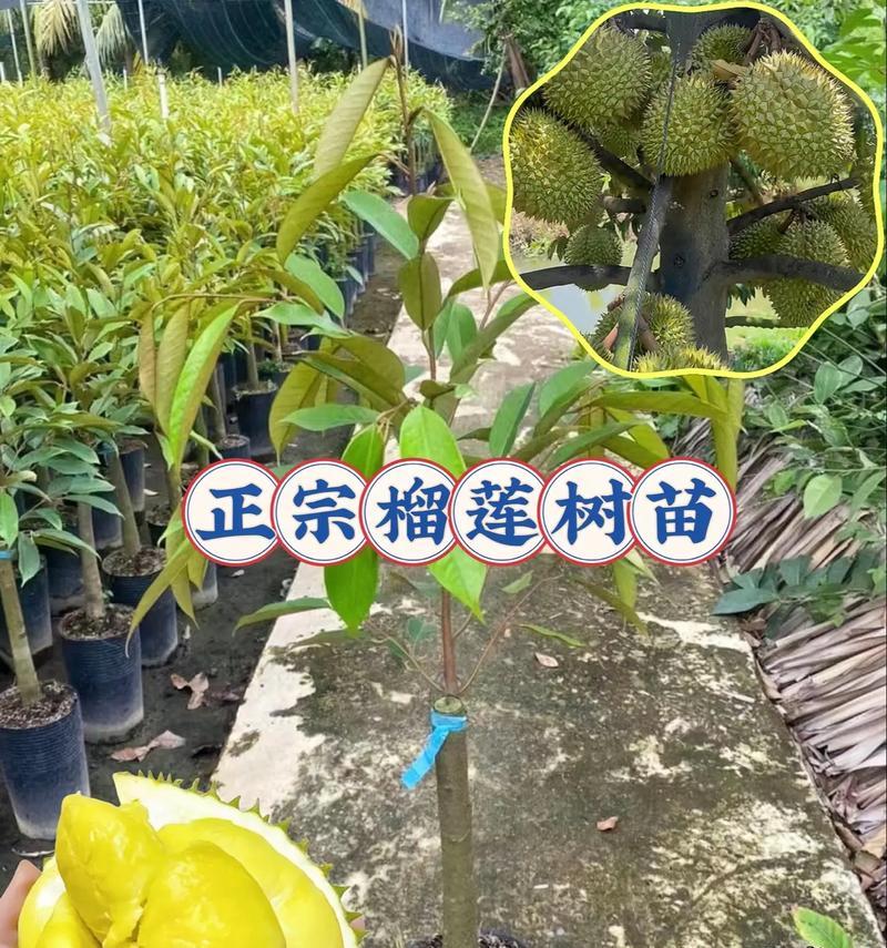 榴莲树苗的种植方法与技巧