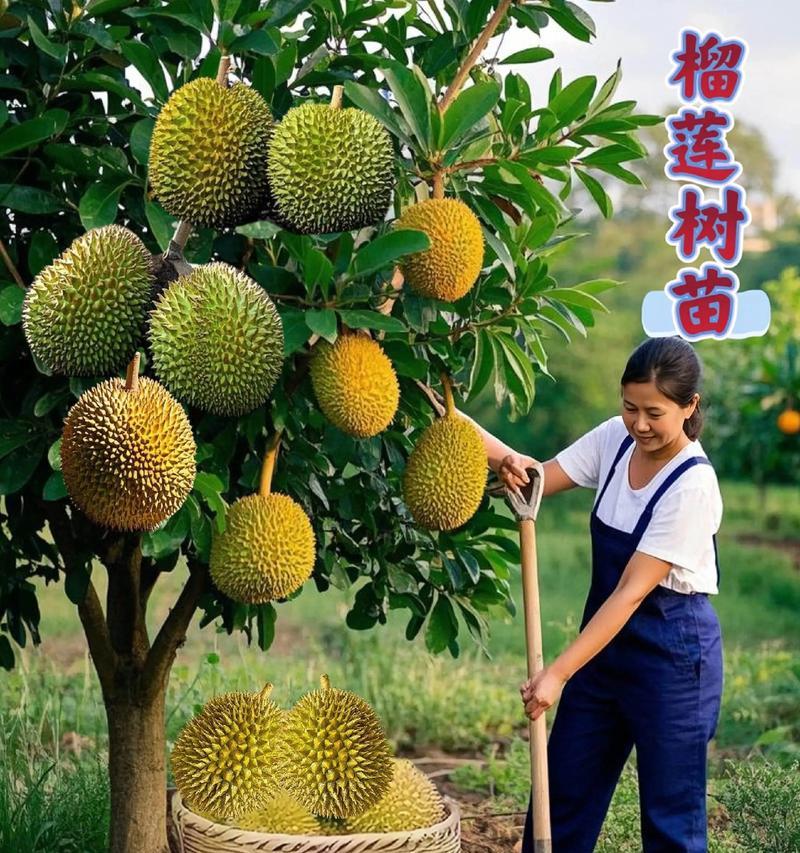 榴莲树苗的种植方法与技巧