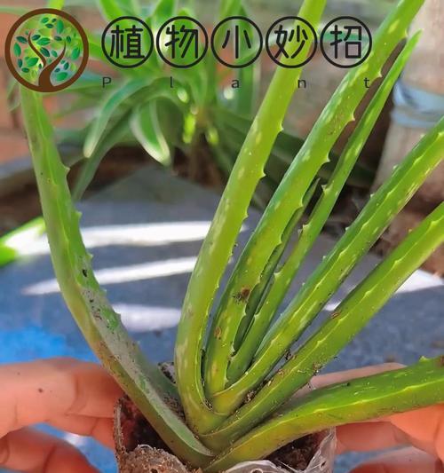 芦荟怎么种植——全面指南