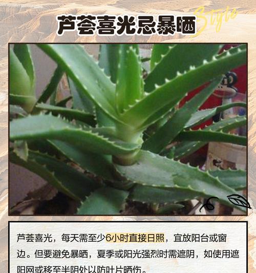 芦荟怎么种植——全面指南