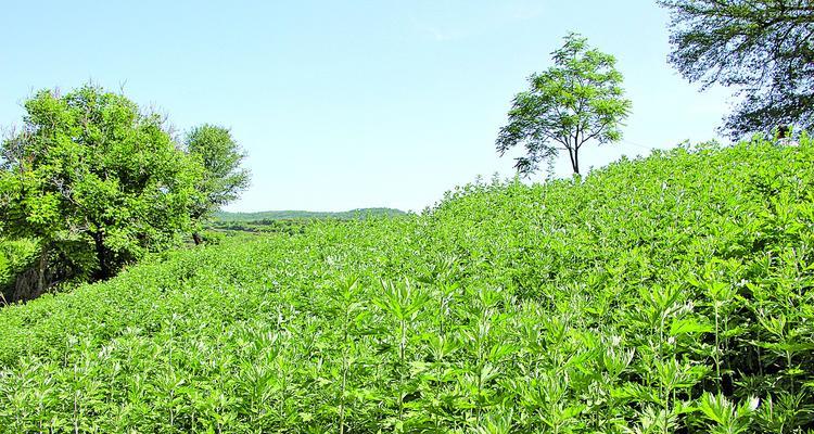 大叶艾根怎么种植方法
