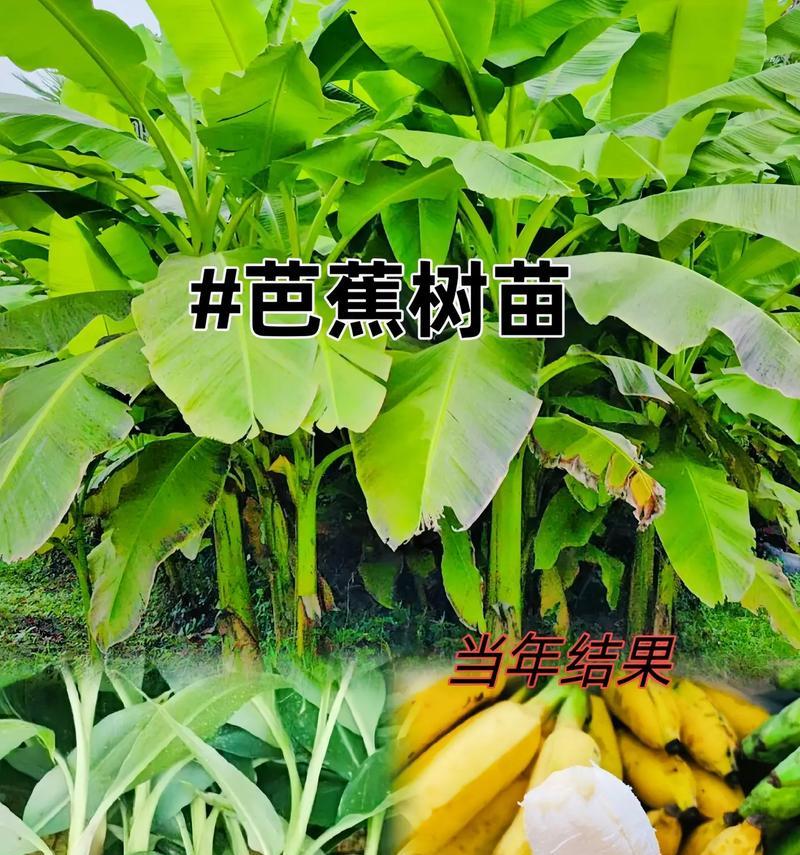 芭蕉树头怎么种植方法