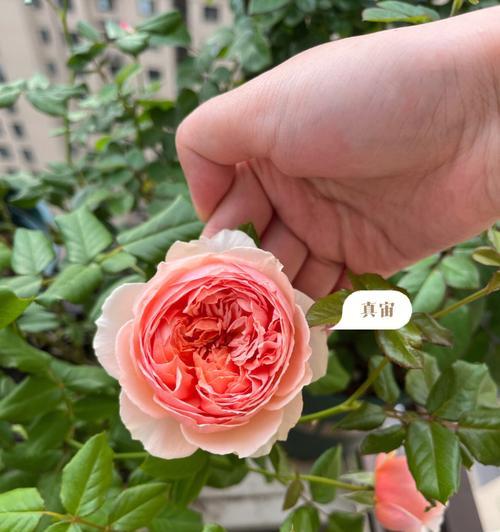 彩旗月季的种植方法：从播种到开花的全攻略