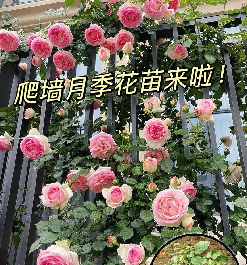 彩旗月季的种植方法：从播种到开花的全攻略