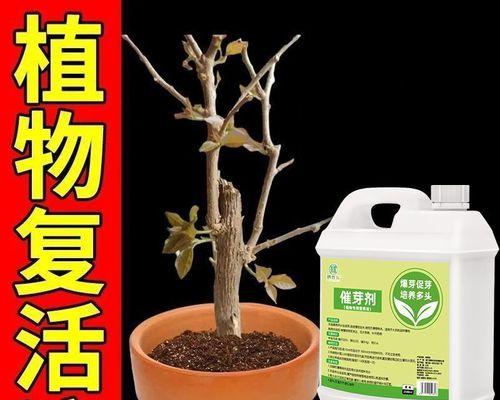 怎么给奇异果催芽