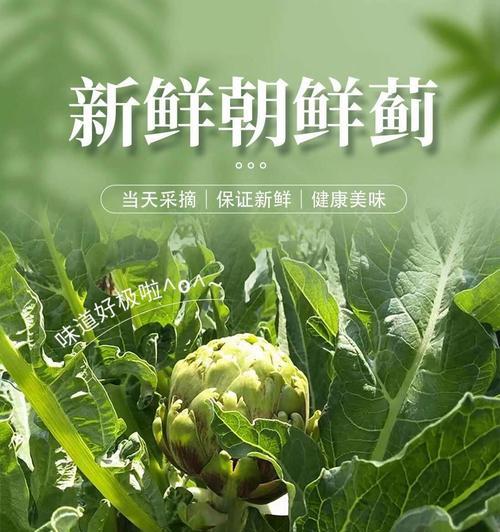 洋蓟怎么种植怎么催芽：全面指南