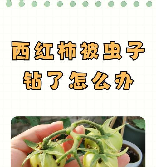 西红柿怎么修剪枝叉好看