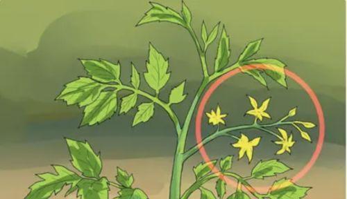 西红柿怎么修剪枝叉好看
