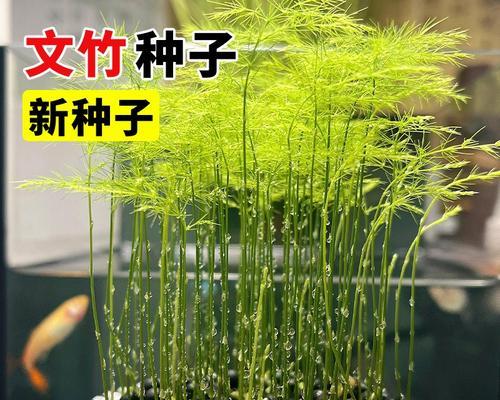 文竹种子怎么种植方法