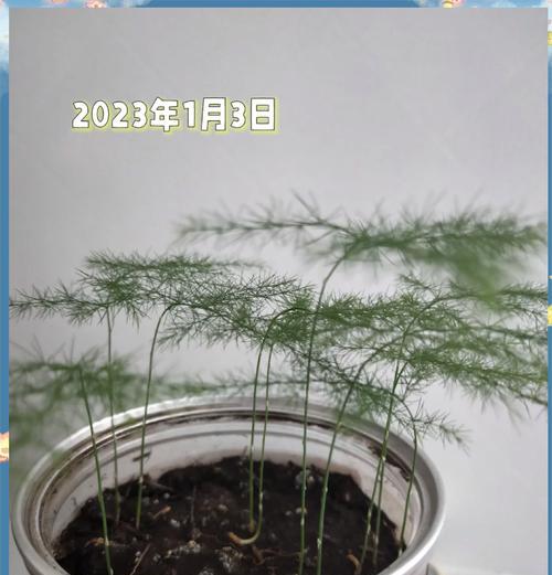 文竹种子怎么种植方法