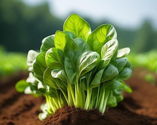 波菜种子怎么种植方法