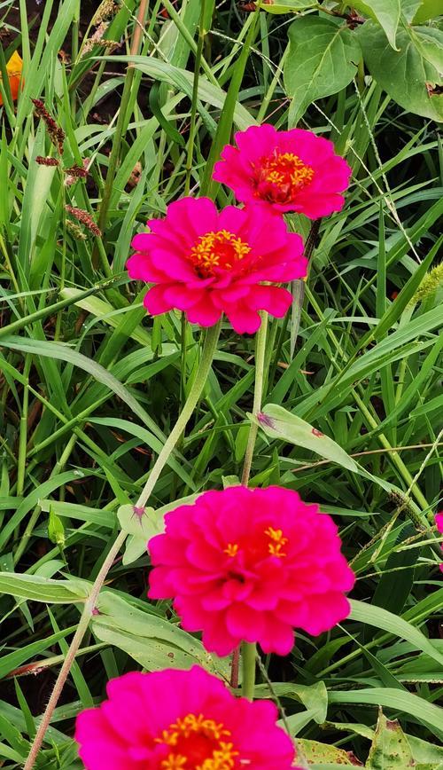 杜鹃花品种大全及其栽培要点
