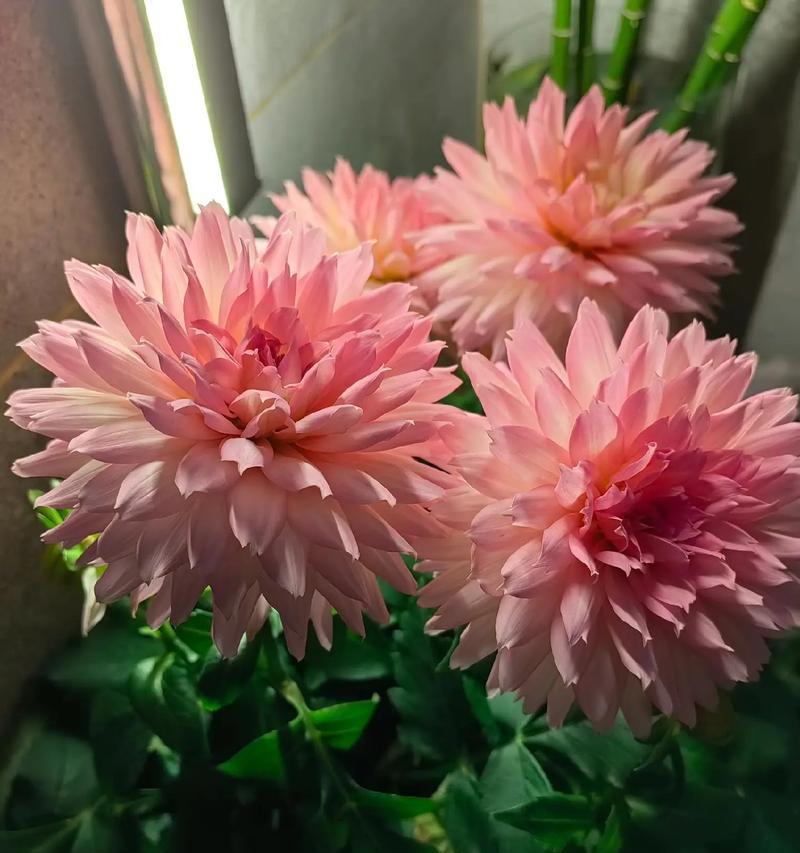 杜鹃花品种大全及其栽培要点