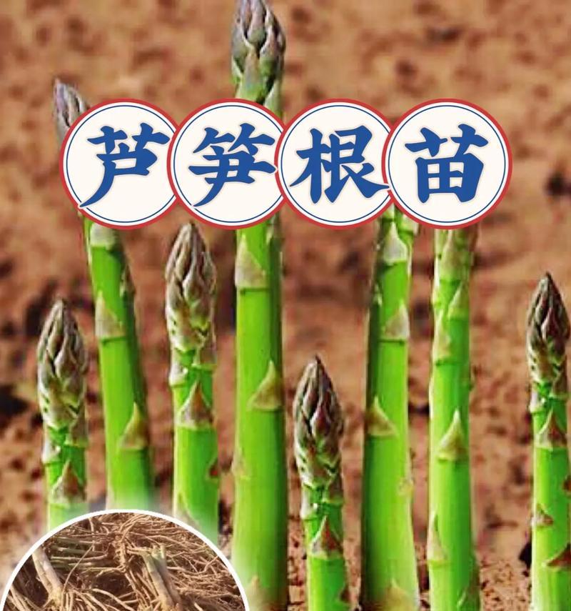 芦笋根怎么催芽最好呢