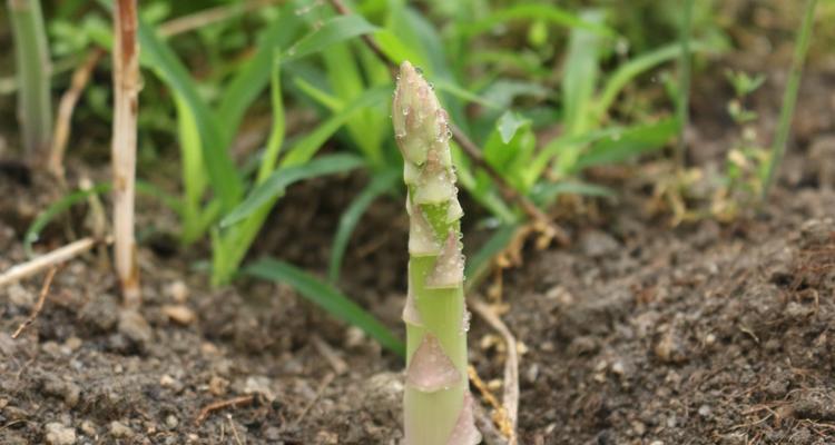 芦笋根怎么催芽最好呢