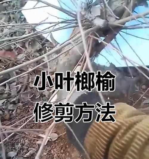 小叶修剪枝条的技巧与美学