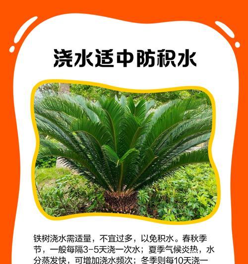 裸根铁树的种植方法与技巧全攻略