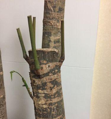 甘枯树怎么修剪枝条