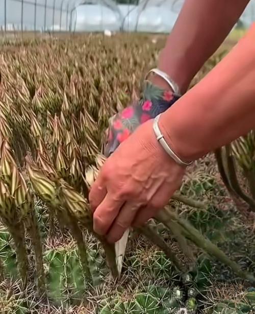 催芽仙人掌花苞：全面指南助您成功