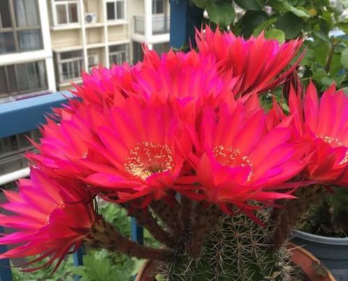 催芽仙人掌花苞：全面指南助您成功