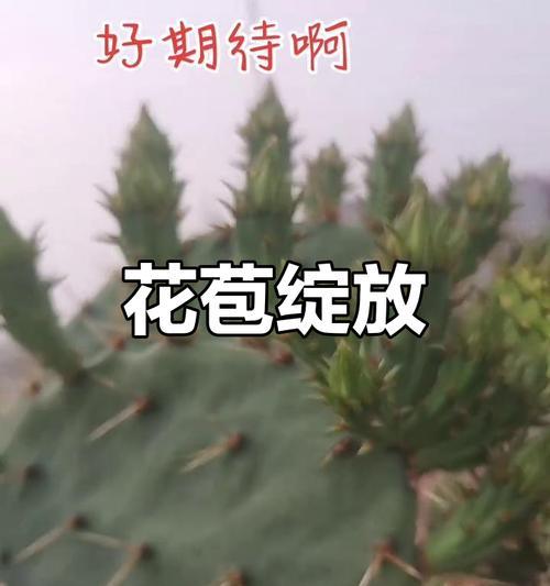 催芽仙人掌花苞：全面指南助您成功