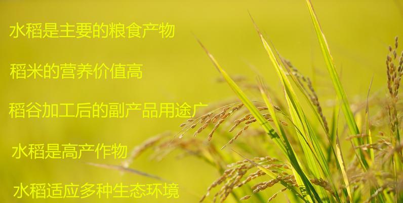 十香种子怎么催芽