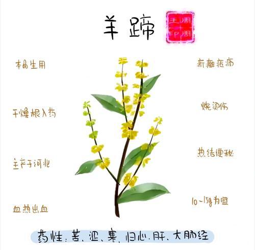 羊蹄甲皮厚怎么催芽：详细指南与技巧