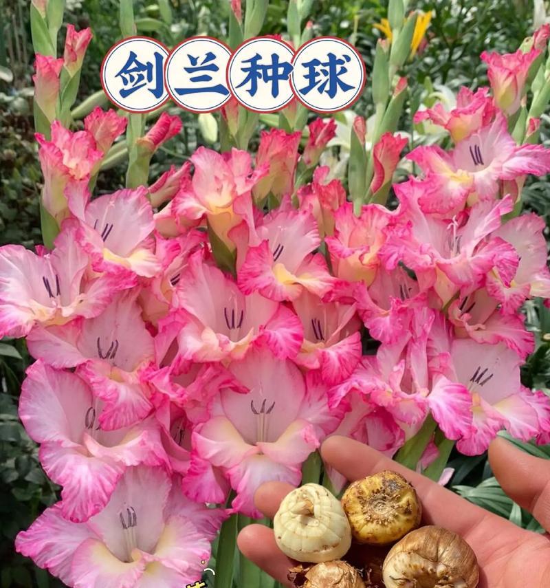 剑兰的种植方法详解