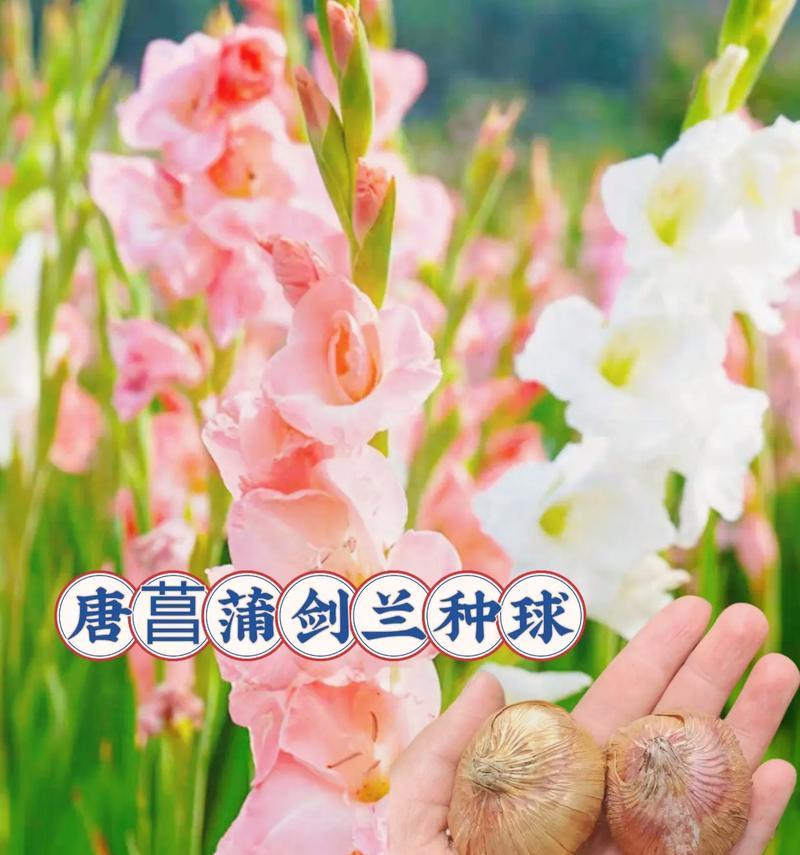 剑兰的种植方法详解