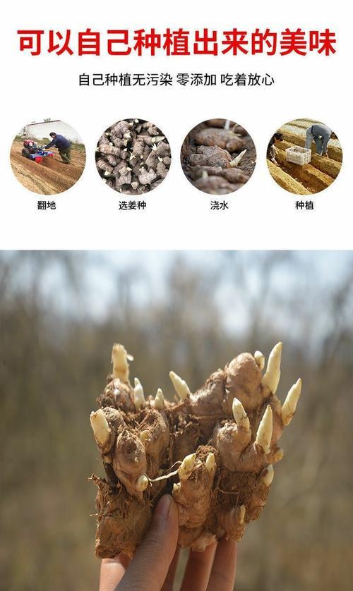 姜种已经催芽成功怎么保存