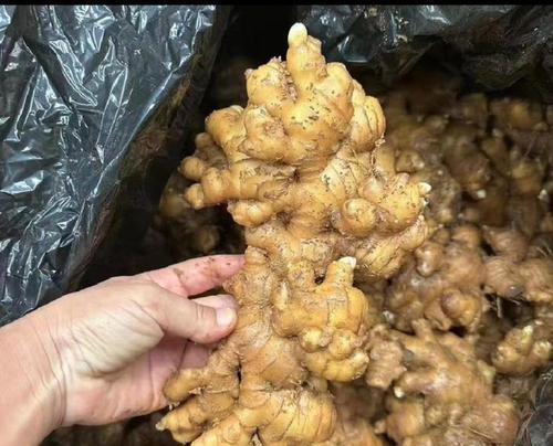 姜种已经催芽成功怎么保存