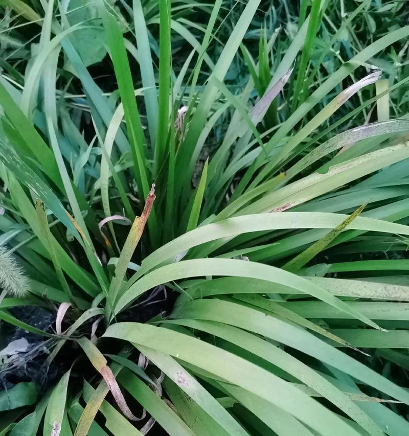 菖蒲大桩的种植技巧与方法