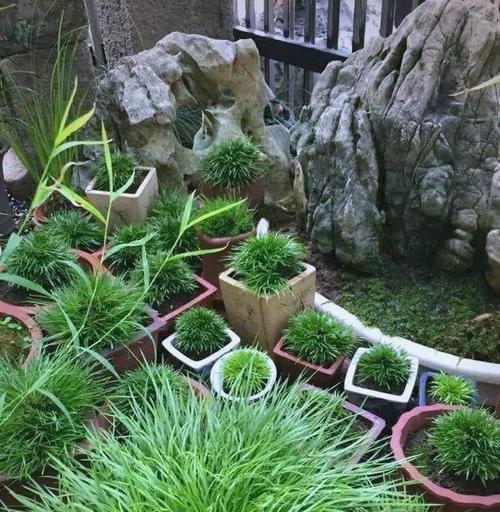 菖蒲大桩的种植技巧与方法